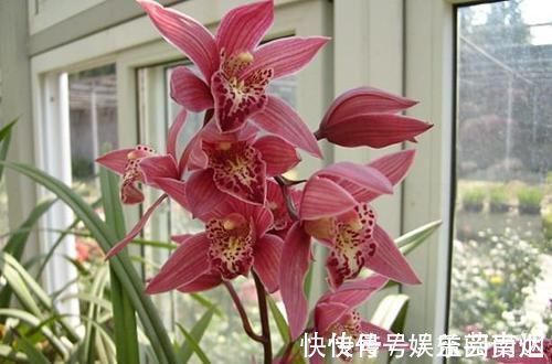 兰博会|获得4次金奖的兰花,开花后美艳动人,气味芳香,新老兰友都能养