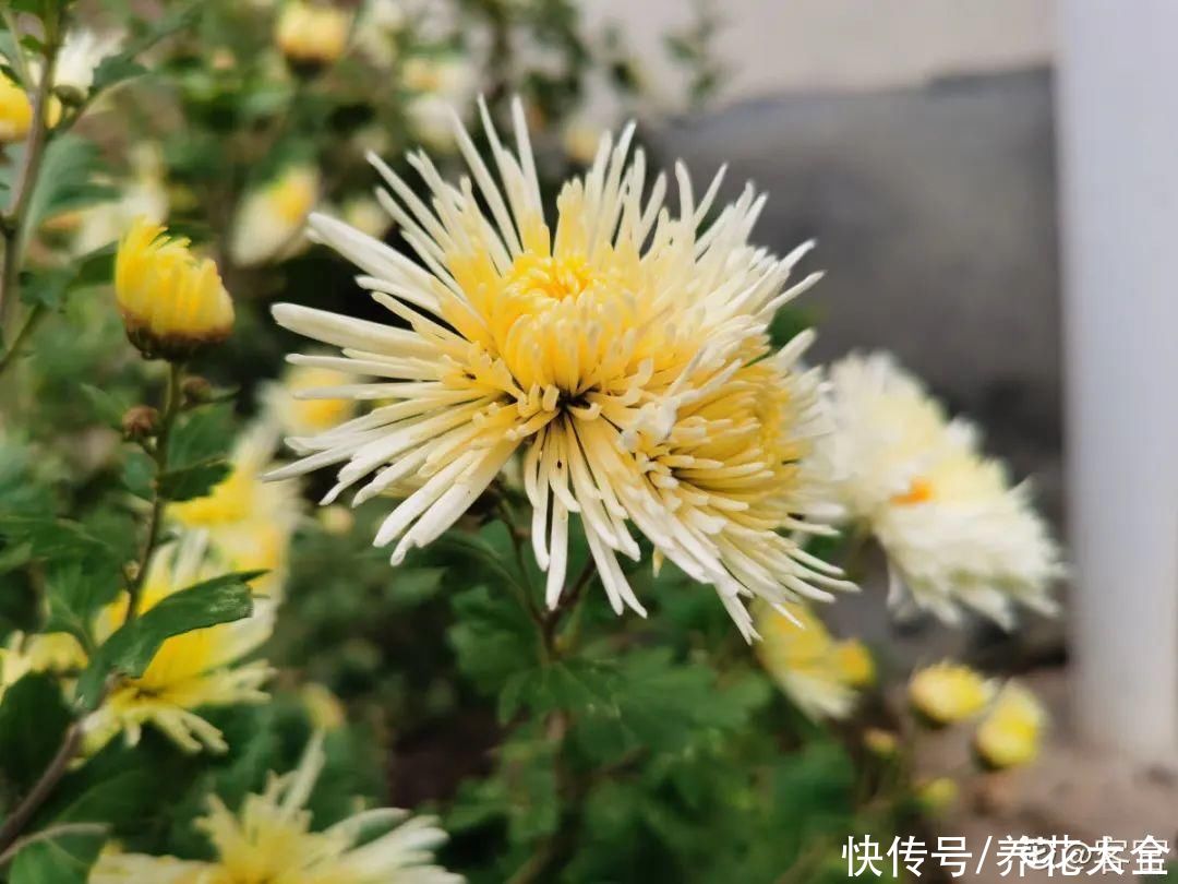 修剪|8月后，6种花别修剪，小心以后不开花
