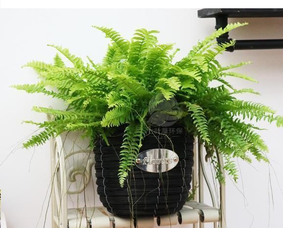 绿植|卫生间湿气大异味重，养这几盆花，有害气体吸光，变成绿森林