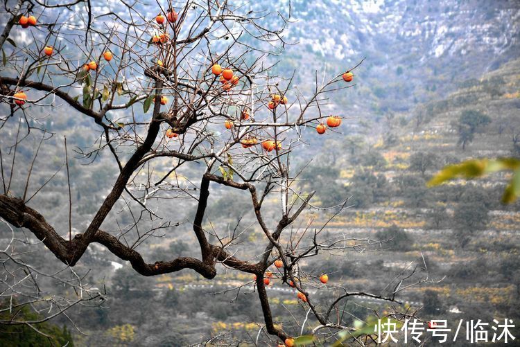 静怡|再游柿子沟