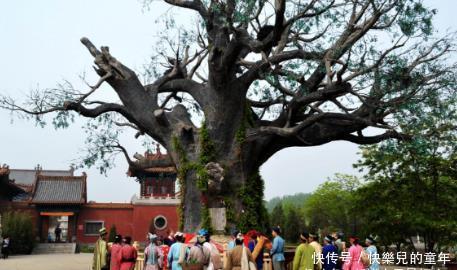 槐树|俗话说“穷看碗、富看穿,槐树不栽庭院间”,老祖宗经验之谈