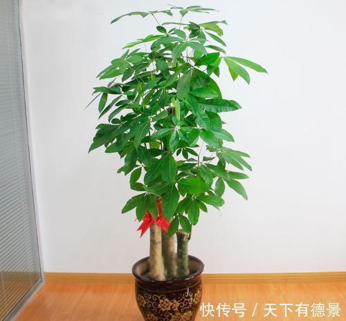 耐旱|家里养3种花,不能多浇水,否则黄叶又烂根!