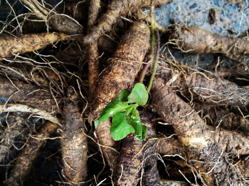 鲜艳|农民曾把它当“白萝卜”如今价格一斤180元,药用价值非常高