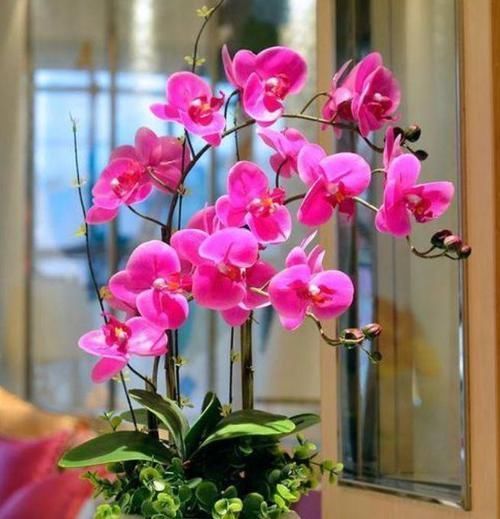 居家就养此款花卉,丢到阳台,四季有花开,花香四溢飘满屋