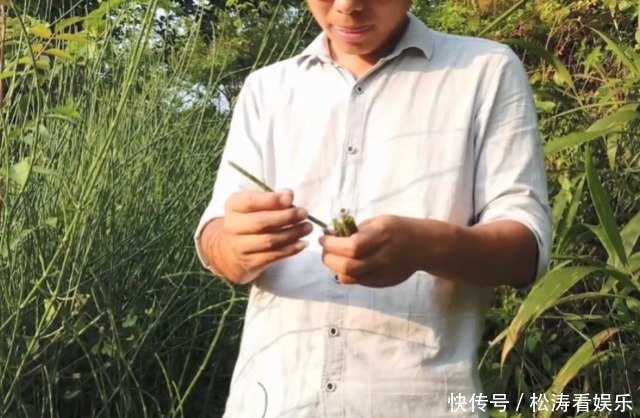 眼睛|农村一种“光棍”野草,无花无叶只有杆,但煎水喝眼睛越来越明亮