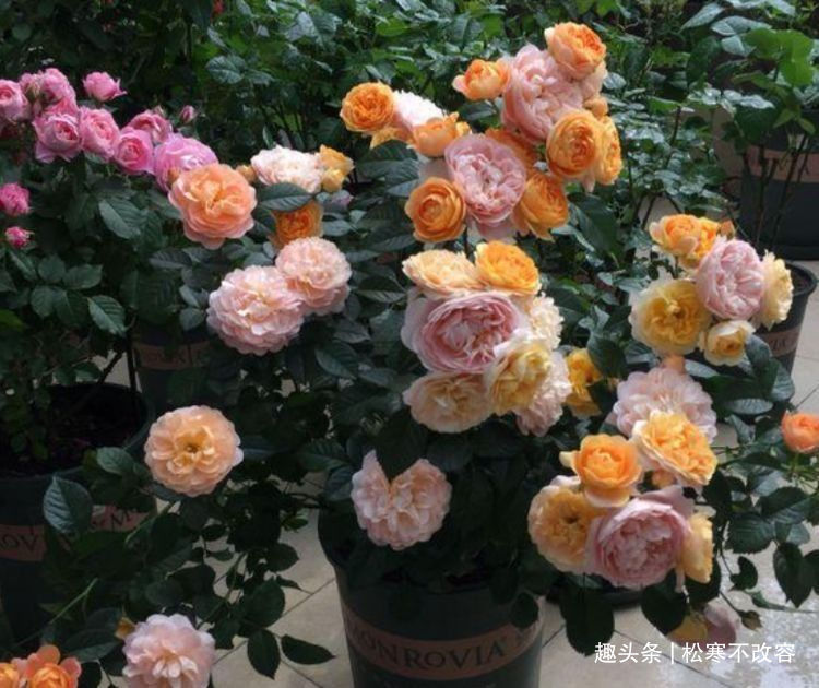 花卉|几款艳丽的花卉,漂亮又好闻,四季有花开,花香四溢飘满屋,美