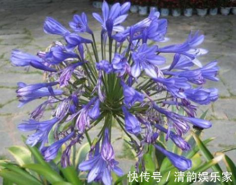 种花|家里“3种花”，一见光就开花，一年四季摆阳台，朵朵花开红艳艳