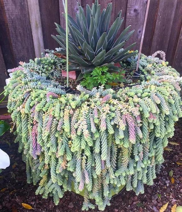 5种“多肉”能从花盆里“流出来”，养在院子里不管“就爆盆”