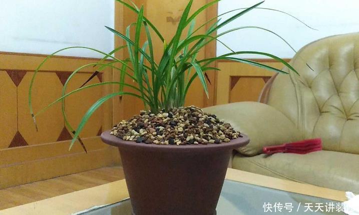 光照|家中的兰花盆栽多年不开花,究其原因,不过是这3点没做好罢了