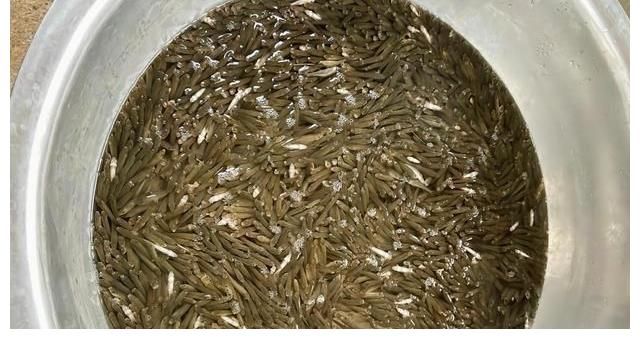 江西水库麦穗鱼泛滥？其实它已入侵34国，欧洲早就成“重灾区”