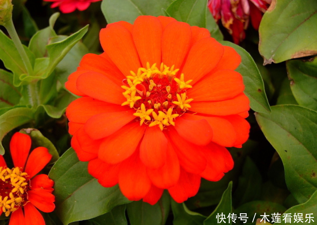 此花象征着天长地久的感情,也是对远方的思念,不过味道不太好