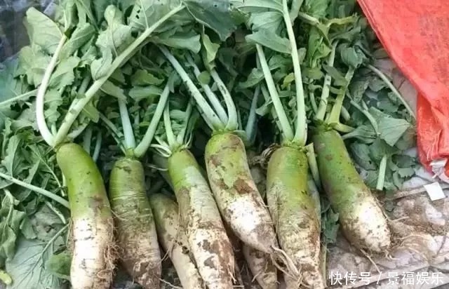 冬天腌萝卜，今天做明天就能吃，简单省事，上桌家人抢着吃