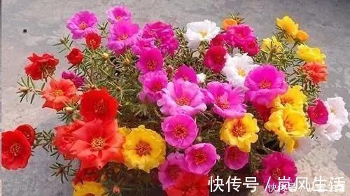 大肚子|这三种花很高冷，你不理它才会开花旺，太关注反而不开花