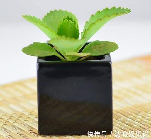 中国兰|喜欢牡丹,不妨试试“珍品玫瑰”安妮公主,丰腴婀娜,柔丝羞美