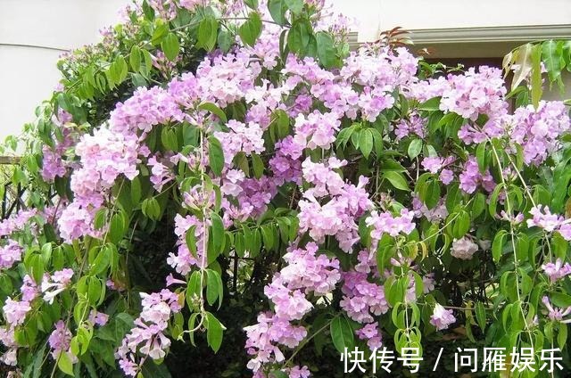 1种花1年能长4米高，花开1000朵，从来不生虫，花还能当蒜吃！