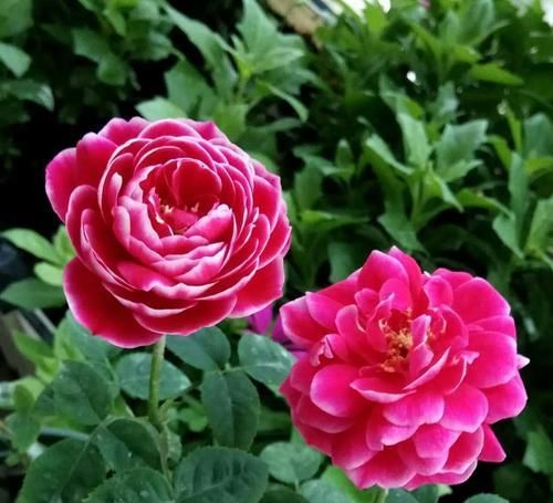  超高|5种公认难养的月季花，颜值超高却不敢轻易尝试，你养过几种？