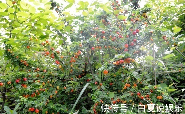 农村|这个野果在农村并不常见,我从六岁吃到十三岁,却不知道它的名字