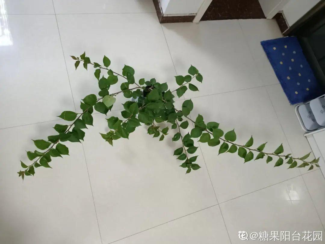 虐着养的花,剪成秃子,半月不浇水,呼呼开花