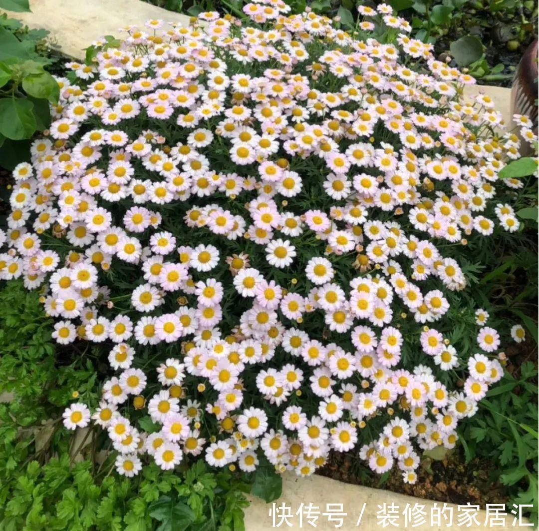 枝条|6种花别养老桩,越老越不开花,赶紧扦插备份