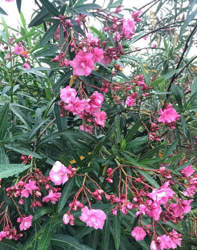 常见的20种有毒花草,有老人、小孩、宠物的家庭千万注意