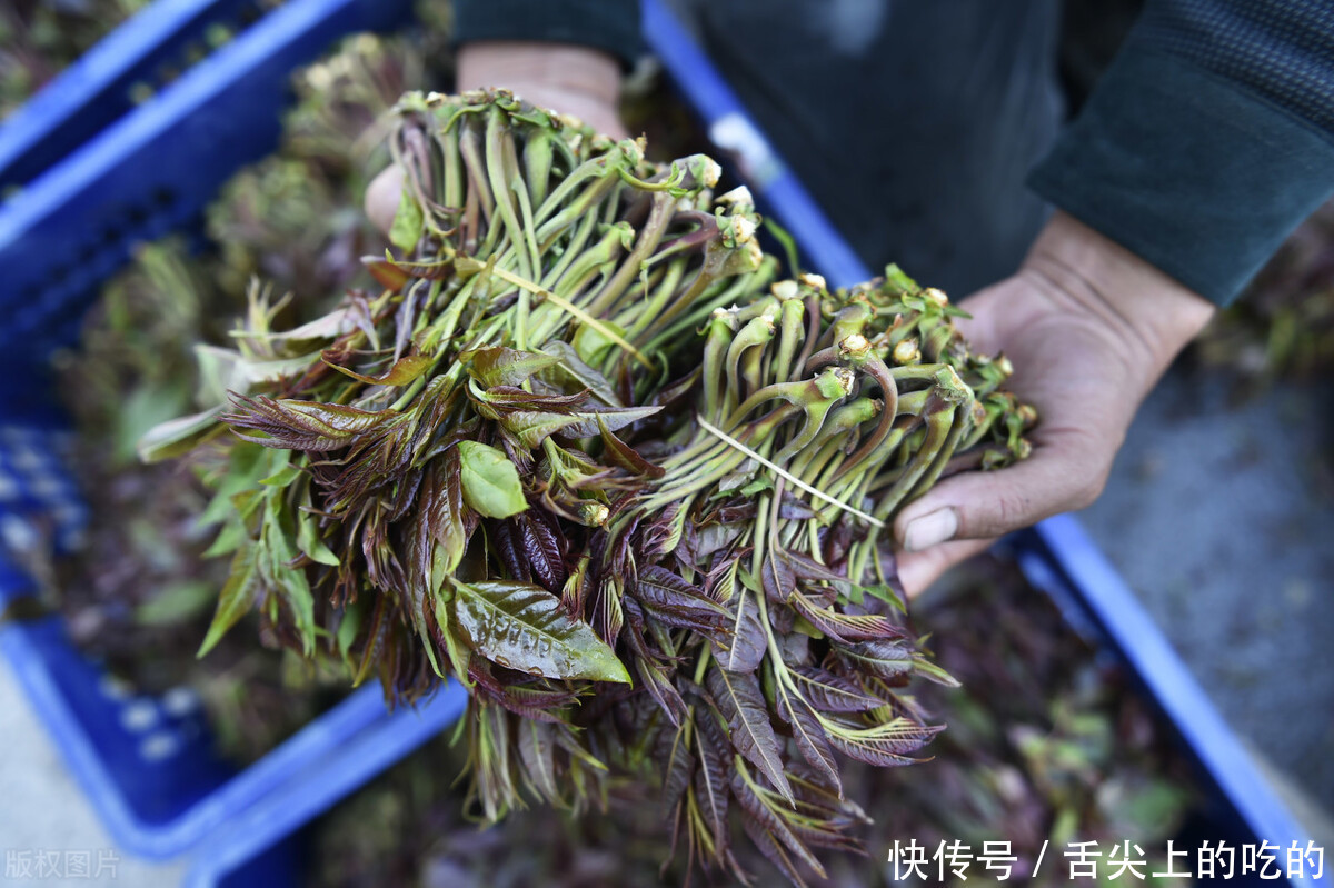 腌制香椿时，不要只会加食盐，教你正确方法，好吃入味久放不坏