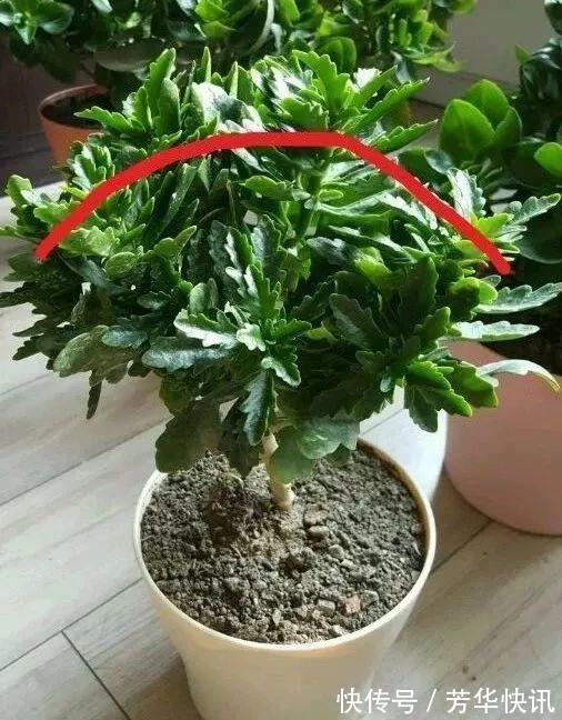 养护|长寿花越养“越瘦”怎么办教你3字口诀，1年变老桩，开成花球
