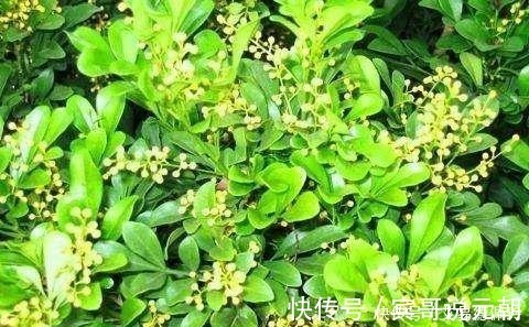 花朵|这3种花卉再贵也要买，花朵清纯，香气浓而不腻，家居盆栽首选！