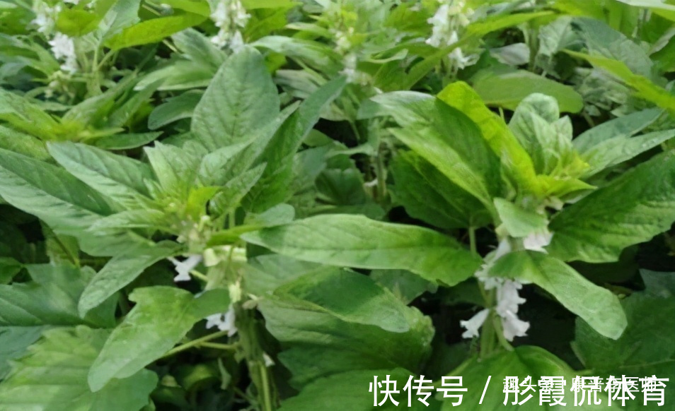 养颜|预防身体变老，男女必吃好食物，燃烧脂肪、养颜、抗衰老