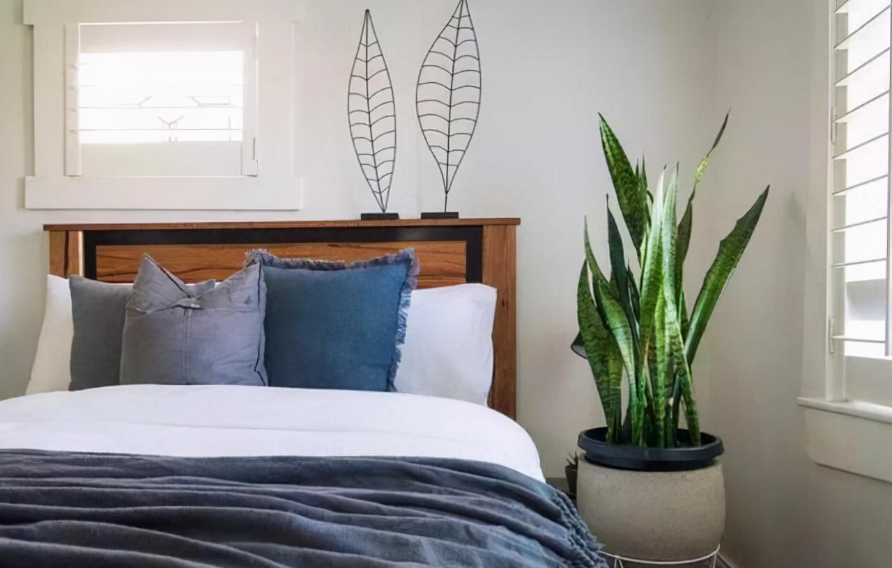 6种花“很吉祥”,建议养在卧室客厅,好看好养,还可当年宵花