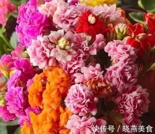 花苞|长寿花开花越来越少?2个方法催催它,蹭蹭冒出满枝花!