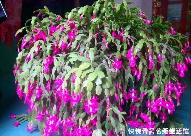 蟹爪兰花后总是叶子干瘪打蔫3个“笨办法”，下一波爆炸式开花