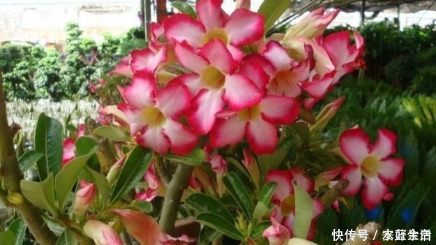 玫瑰花|阳台要想变漂亮,此花养2盆,一到花期,颜值不输玫瑰,养了就爱!