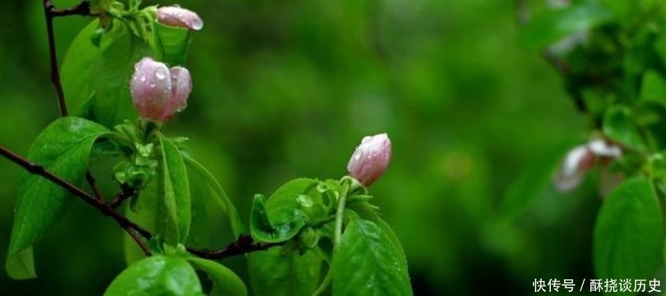 海棠花$杨万里这首诗被严重低估了,第一句就令人惊艳,通篇美得如诗如画
