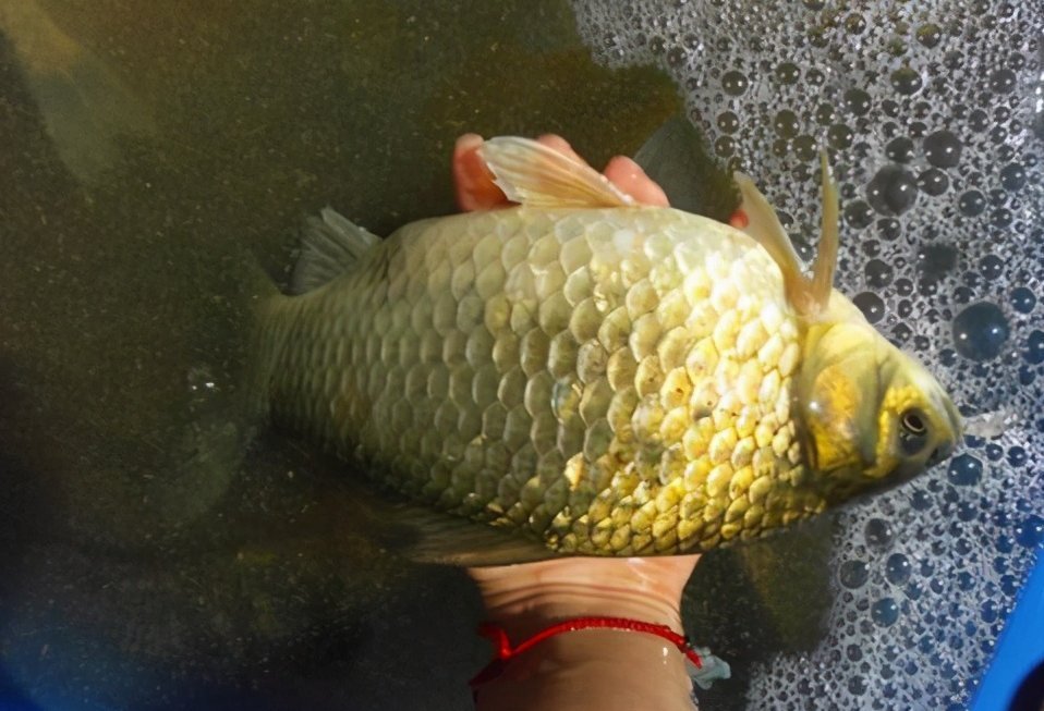 麝香|野生水域如何钓鲫鱼,掌握这些你就知道怎么钓了