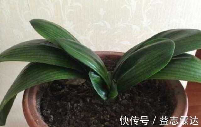 温度|君子兰叶子出现褶皱,3个方面没有做好,应及时改正