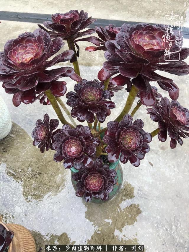 爱多肉，爱生活，我们是一群快乐的养肉人！