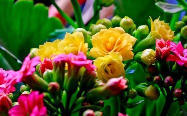 几款花卉花大色艳易爆盆,楚楚动人,颜值超高的