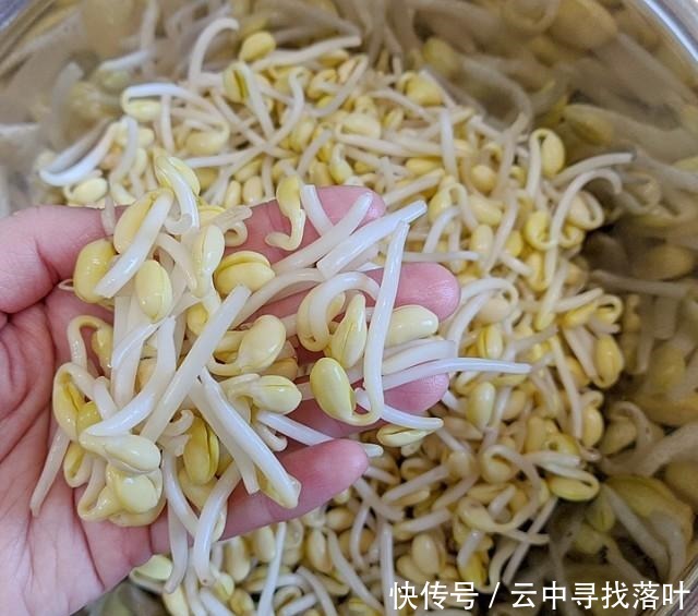 黄豆芽猪皮炖粉条，猪皮软糯、豆芽清香、粉条滑爽