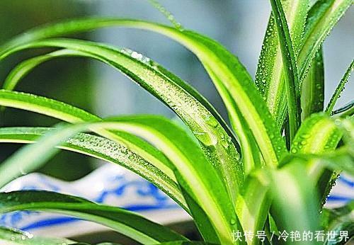 吊兰叶子发黄|盆栽吊兰总是黄叶干尖吗?试试这个方法