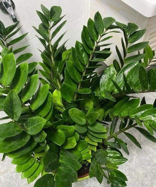 金钱|盆栽金钱树,记住“5句话”,叶子个个闪亮,萌芽更快!