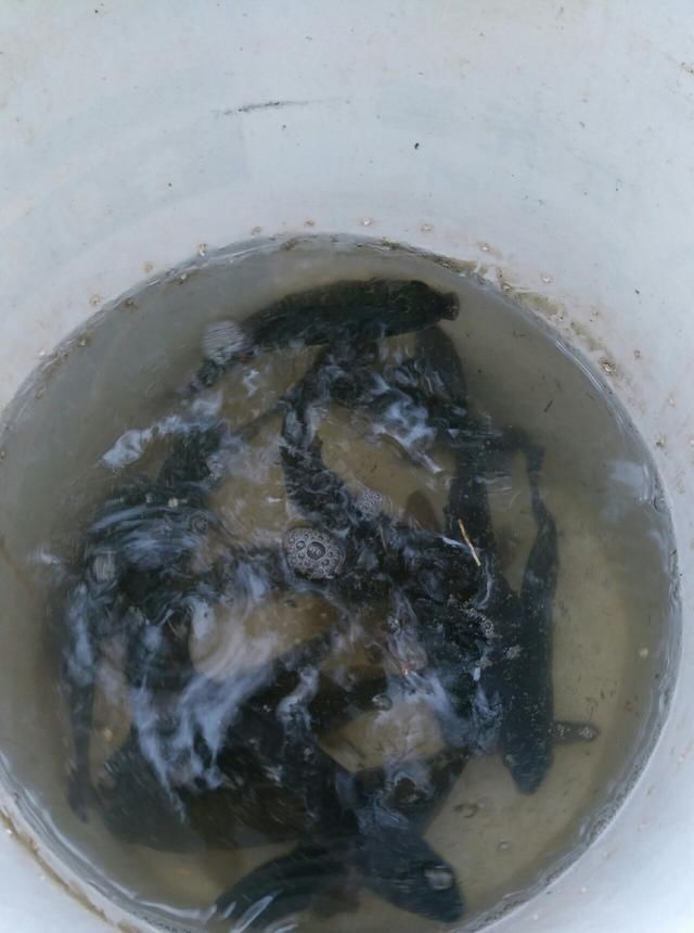 浮漂|野钓小技巧浮漂做一个小改动,惊鱼几率大降