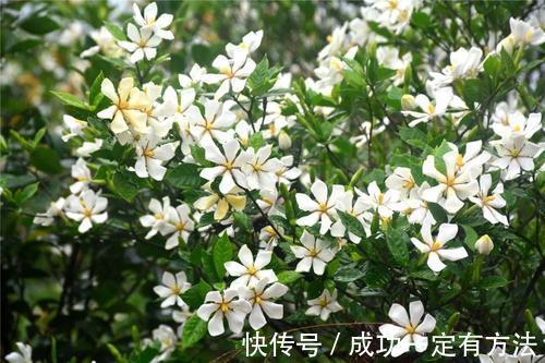 栀子花总黄叶给它喂点酸水,叶子返青绿油油