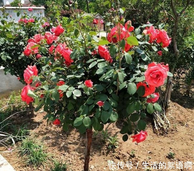 少吃两顿肉,此花也要栽2株,好养易成活,开花美又多!