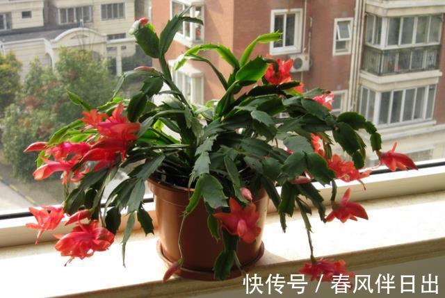 茶花|秋季养花的首选目标，这4款榜上有名，全赖漂亮又好养的优势