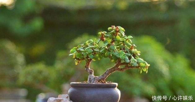 快速|想养盆景就选“它”,一根“小枝条”,变成大“盆景”,只需一年