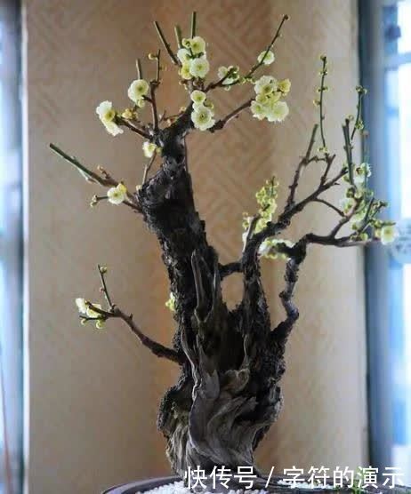 楊二先生詩歌966七律 病梅館外傳 中國熱點