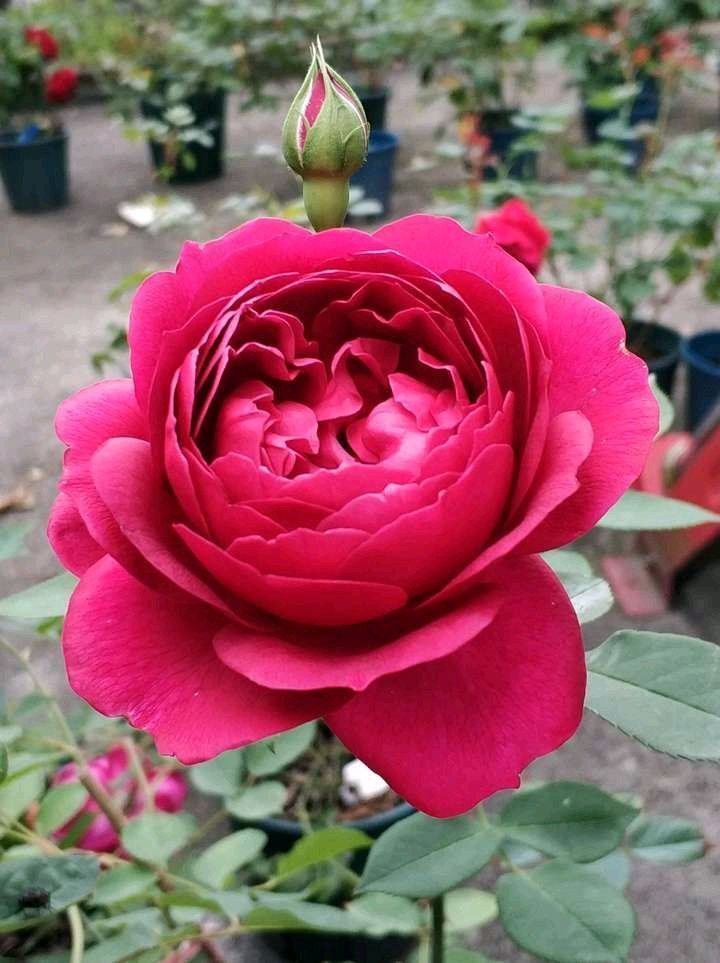 便宜又好养的花，养家里，沾土就能活，开花就爆盆