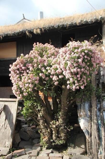 能养100年的花,养一盆成传家宝,越老越值钱!