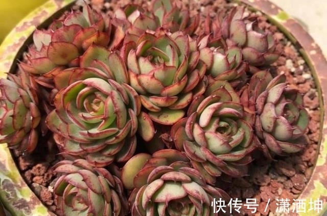 浇水|爱上多肉爱上生活，这7款寓意招财的品种，爱财之人都会养一盆