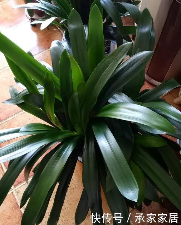 6种花天热会休眠，千万要少浇水，不然3天只剩盆